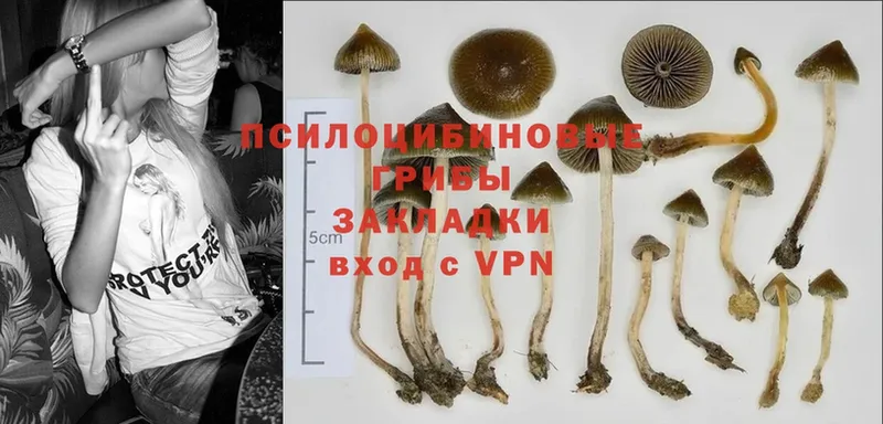 цены наркотик  Кировград  Псилоцибиновые грибы Magic Shrooms 